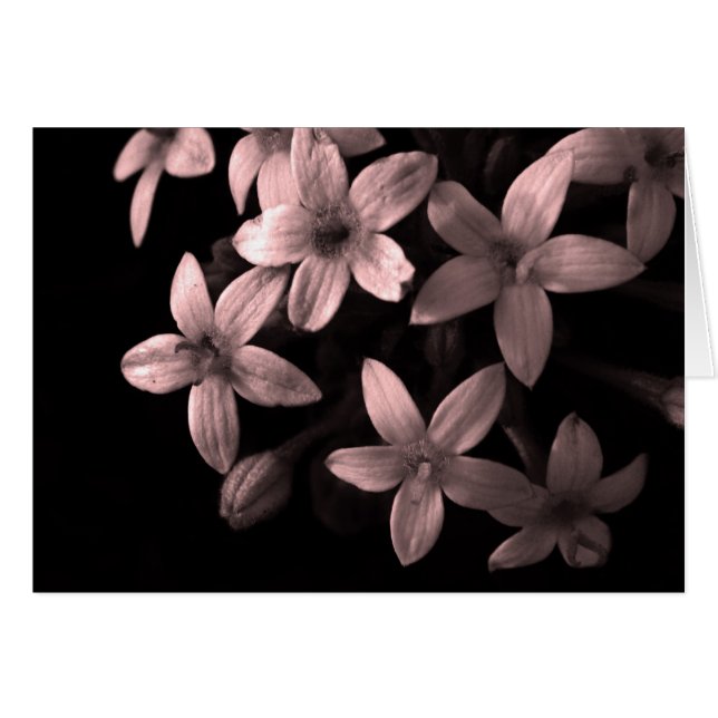 rouge (Devant horizontal)