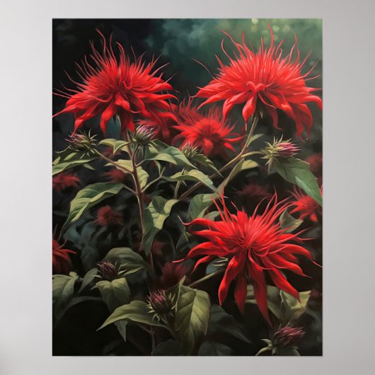 Rouge Bee Balm Flowers Art Imprimer Poster (Devant)