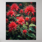 Rouge Bee Balm Flowers Art Imprimer Poster (Devant)