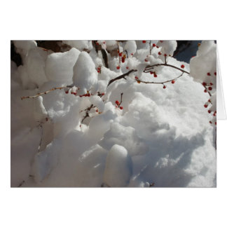 Rouge, blanc et froid