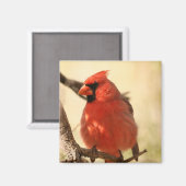 Rouge Cardinal Magnet (Recto/Verso)