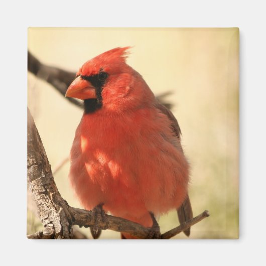Rouge Cardinal Magnet (Devant)