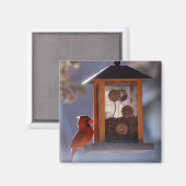 Rouge Cardinal Magnet (Recto/Verso)