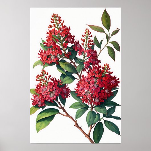 Rouge Crepe Myrtle Fleurs Art Imprimer Poster (Devant)