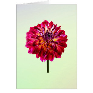 Rouge Dahlia Tintée Avec Jaune
