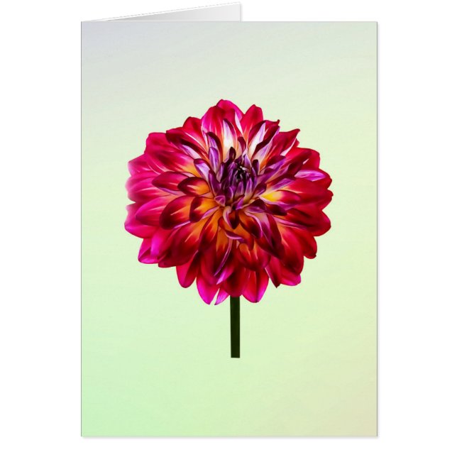 Rouge Dahlia Tintée Avec Jaune (Devant)