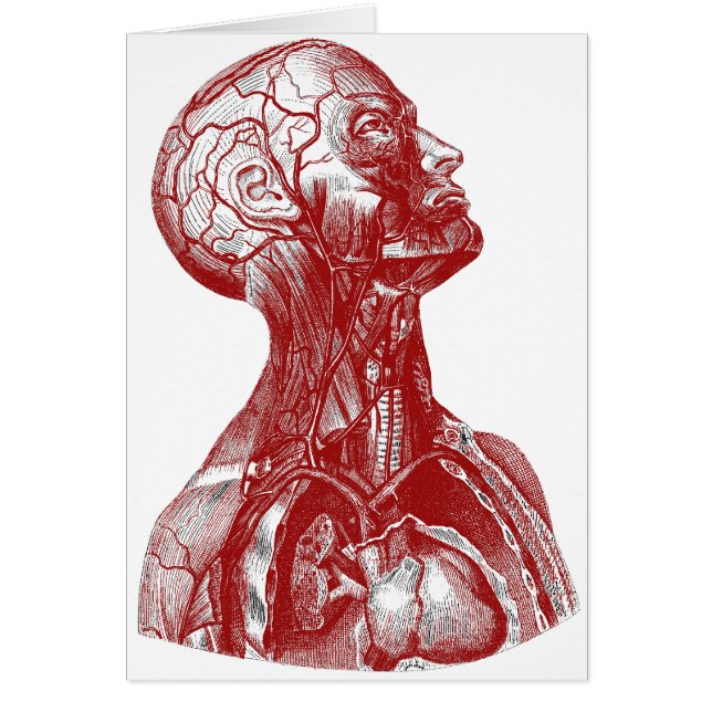 Rouge de buste d'anatomie (Devant)