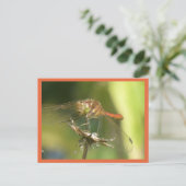 Rouge Dragonfly Close do-it-yourself carte postale (Debout devant)