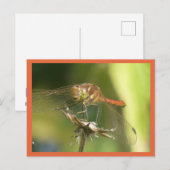 Rouge Dragonfly Close do-it-yourself carte postale (Devant / Derrière)
