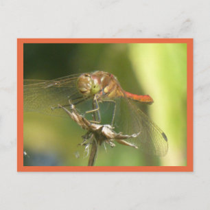 Rouge Dragonfly Close do-it-yourself carte postale