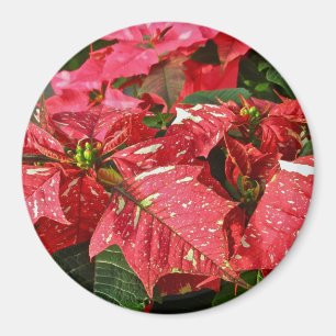 Rouge et blanc Poinsettias Magnet