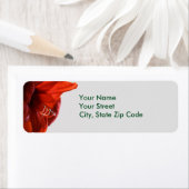 Rouge Lion Amaryllis Fleur de Noël étiquettes de a (En situation)