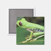 Rouge Oeil vert Arbre grenouille Magnet Carré (Recto/Verso)