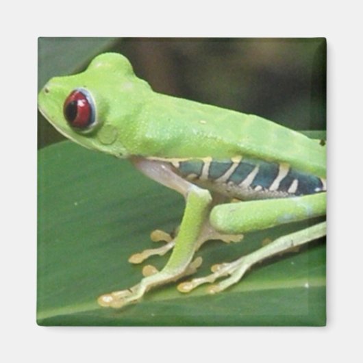 Rouge Oeil vert Arbre grenouille Magnet Carré (Devant)