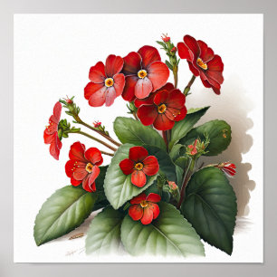 Rouge Primrose Fleurs Art Affiche d'impression