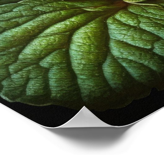 Rouge Primrose Fleurs Art Affiche d'impression (Coin)