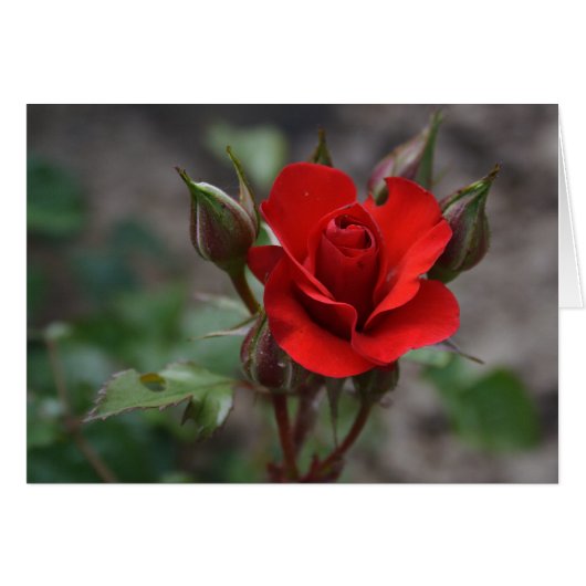 Rouge Rose Bud (Devant horizontal)