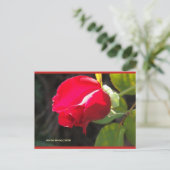 Rouge Rose Bud | Carte postale Blue Beach Song™ (Debout devant)