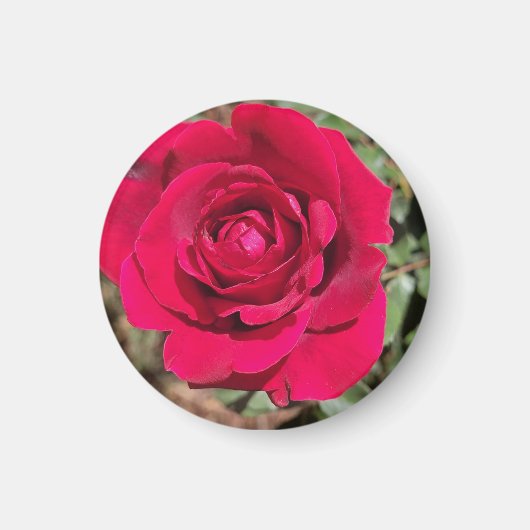Rouge Rose Magnet (Devant)