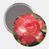Rouge Rose Photo Circle Magnet (Recto/Verso)