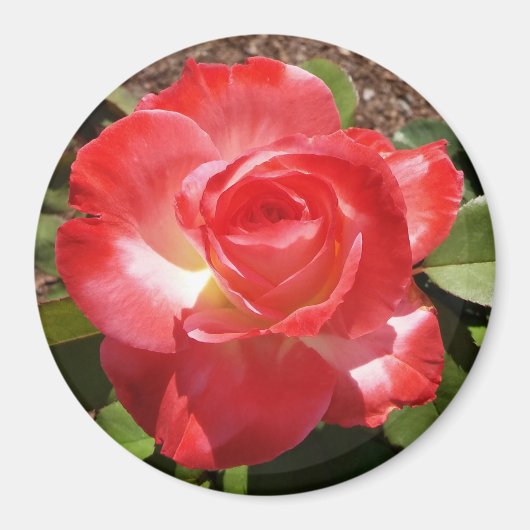 Rouge Rose Photo Circle Magnet (Devant)