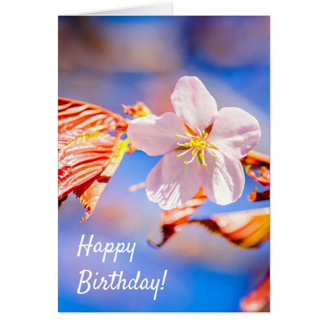 Rouge Sakura bleu ciel (Devant)