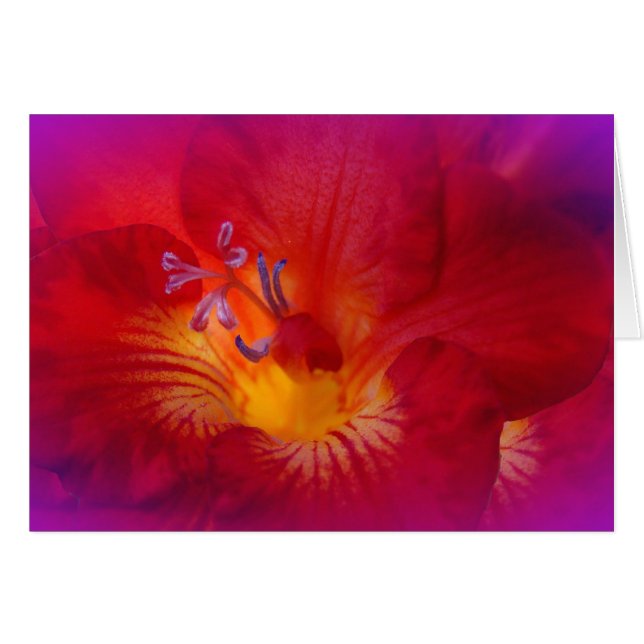 Rouges Freesia (Devant horizontal)