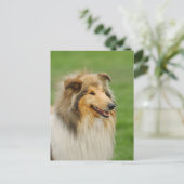 Rough Collie Briefkaart (Staand voorkant)