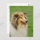 Rough Collie Briefkaart (Voorkant / Achterkant)