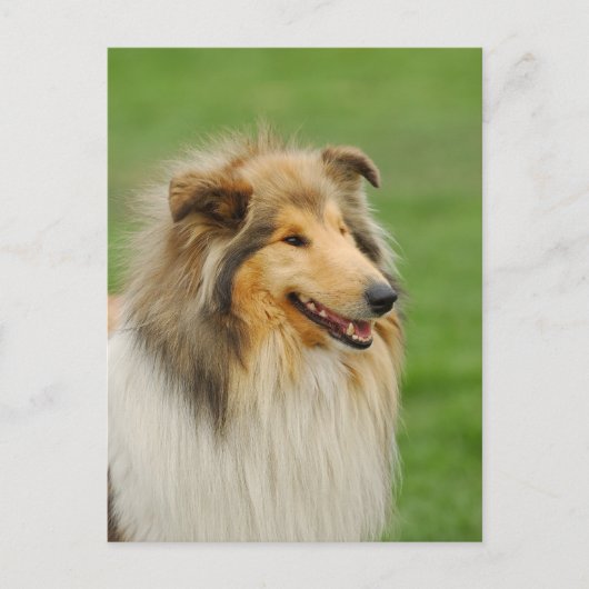 Rough Collie Briefkaart (Voorkant)