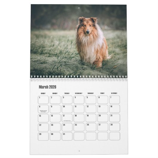 Rough Collie Calendar Kalender (Mar 2026)