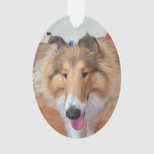 Rough Collie Chien (devant)