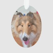 Rough Collie Chien (dos)
