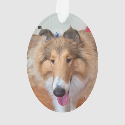 Rough Collie Chien (dos)