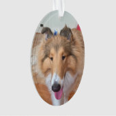 Rough Collie Chien (devant)