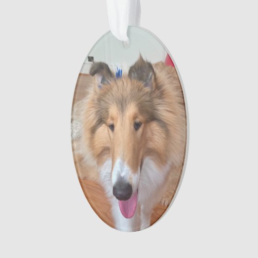 Rough Collie Chien (devant)
