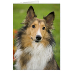 Rough Collie, chien