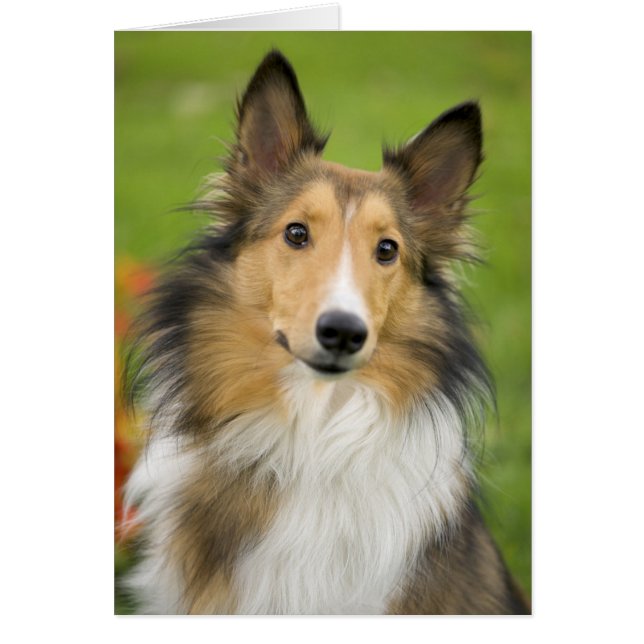 Rough Collie, chien (Devant)