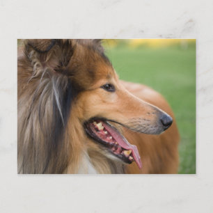 Rough Collie Face Briefkaart