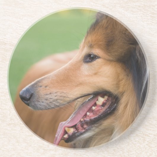 Rough Collie Face Zandsteen Onderzetter (Voorkant)