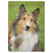 Rough Collie, hond Klembord (Achterkant)