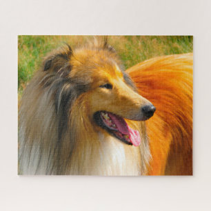 Rough Collie hond legpuzzels. Legpuzzel