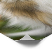 Rough Collie, hond Poster (Hoek)