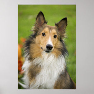 Rough Collie, hond Poster