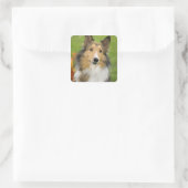 Rough Collie, hond Vierkante Sticker (Tas)