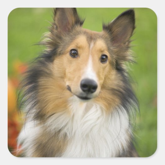 Rough Collie, hond Vierkante Sticker (Voorkant)