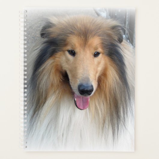 Rough Collie Portrait (Devant)