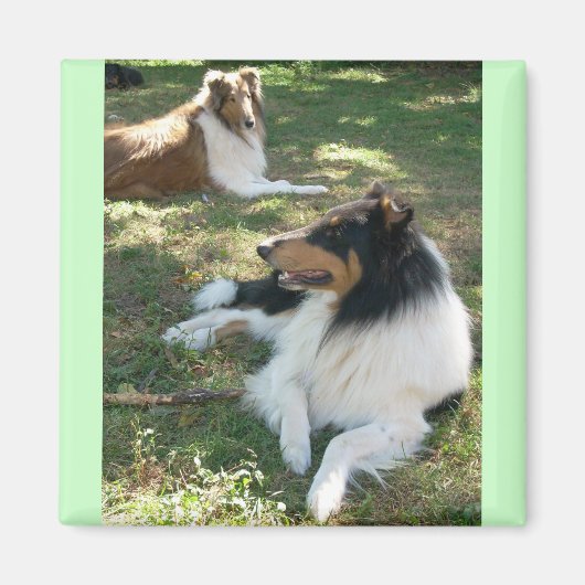 Rough Collies Magneet (Voorkant)