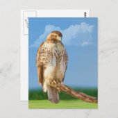 Rough Legged Hawk Briefkaart (Voorkant / Achterkant)