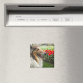 Rough Sable Collie n Tulips Magnet (In Situ (Lave-vaisselle))